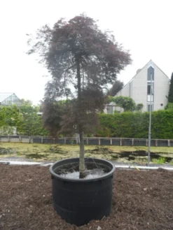 Japanse Esdoorn (Acer Palmatum 'Inabe-shidare') -Tuinplantenwinkel acer palmatum inabe shidare 20 25ho c750