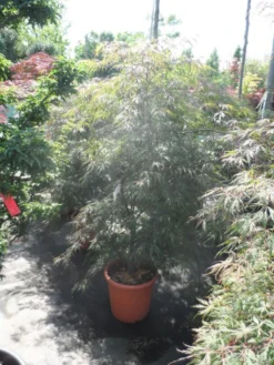 Japanse Esdoorn (Acer Palmatum 'Ornatum') -Tuinplantenwinkel acer palmatum ornatum 125 150 c25