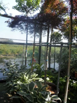 Japanse Esdoorn (Acer Palmatum 'Ornatum') -Tuinplantenwinkel acer palmatum ornatum 180 200stam 10 12