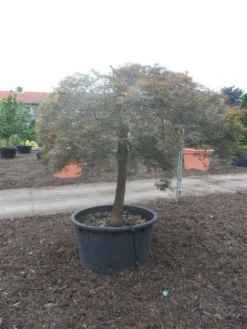 Japanse Esdoorn (Acer Palmatum 'Ornatum') -Tuinplantenwinkel acer palmatum ornatum halfstam c500 solitair extra