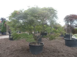 Japanse Esdoorn (Acer Palmatum 'Ornatum') -Tuinplantenwinkel acer palmatum ornatum solitair extra
