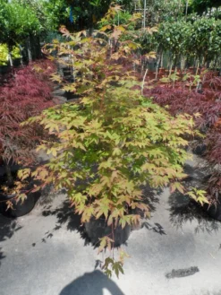 Japanse Esdoorn (Acer Palmatum 'Osakazuki') -Tuinplantenwinkel acer palmatum osakazuki 100 125 c25 1