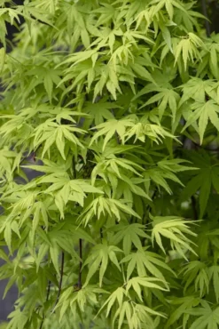 Japanse Esdoorn (Acer Palmatum 'Ryusen')