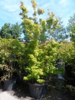 Japanse Esdoorn (Acer Palmatum 'Sangokaku') -Tuinplantenwinkel acer palmatum sangokaku 250 300 c240