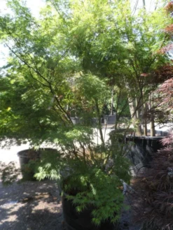 Japanse Esdoorn (Acer Palmatum 'Seiryu') -Tuinplantenwinkel acer palmatum seiryu 225 250 c160