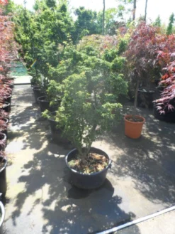 Japanse Esdoorn (Acer Palmatum 'Shishigashira') -Tuinplantenwinkel acer palmatum shishigashira 125 150 c35