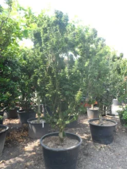 Japanse Esdoorn (Acer Palmatum 'Shishigashira') -Tuinplantenwinkel acer palmatum shishigashira solitair c285