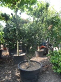 Japanse Esdoorn (Acer Palmatum 'Shishigashira') -Tuinplantenwinkel acer palmatum shishigashira solitair c285 2