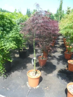 Japanse Esdoorn Op Stam (Acer Palmatum 'Tamuke Yama') -Tuinplantenwinkel acer palmatum tamukeyama halfstam c12