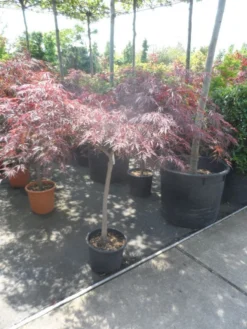 Japanse Esdoorn Op Stam (Acer Palmatum 'Tamuke Yama') -Tuinplantenwinkel acer palmatum tamukeyama halfstam c20