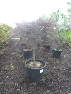 Japanse Esdoorn Op Stam (Acer Palmatum 'Tamuke Yama') -Tuinplantenwinkel acer palmatum tamukeyama halfstam c90