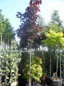 Rode Esdoorn (Acer Platanoides 'Crimson King') -Tuinplantenwinkel acer platanoides crimson king 10 12ho cont