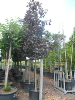 Rode Esdoorn (Acer Platanoides 'Crimson King') -Tuinplantenwinkel acer platanoides crimson king 20 25ho c130