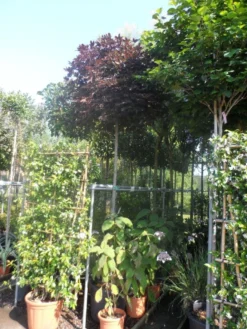 Noorse Esdoorn (Acer Platanoides 'Crimson Sentry') -Tuinplantenwinkel acer platanoides crimson sentry 12 14ho cont. bol