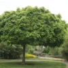 Bolesdoorn (Acer Platanoides 'Globosum')