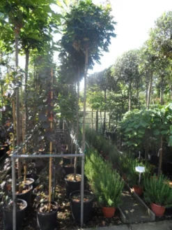 Bolesdoorn (Acer Platanoides 'Globosum') 17 Bolesdoorn (Acer Platanoides 'Globosum') -Tuinplantenwinkel acer platanoides globosum 10 12ho cont 1