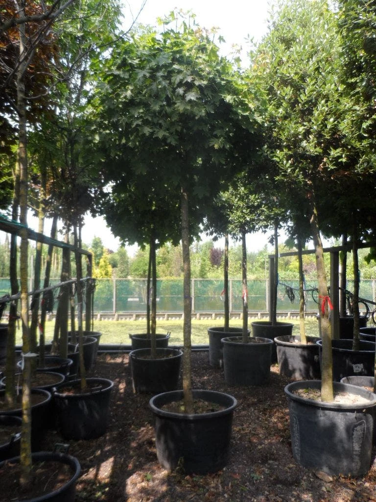 Bolesdoorn (Acer Platanoides 'Globosum') 9 Bolesdoorn (Acer Platanoides 'Globosum') - Afbeelding 9