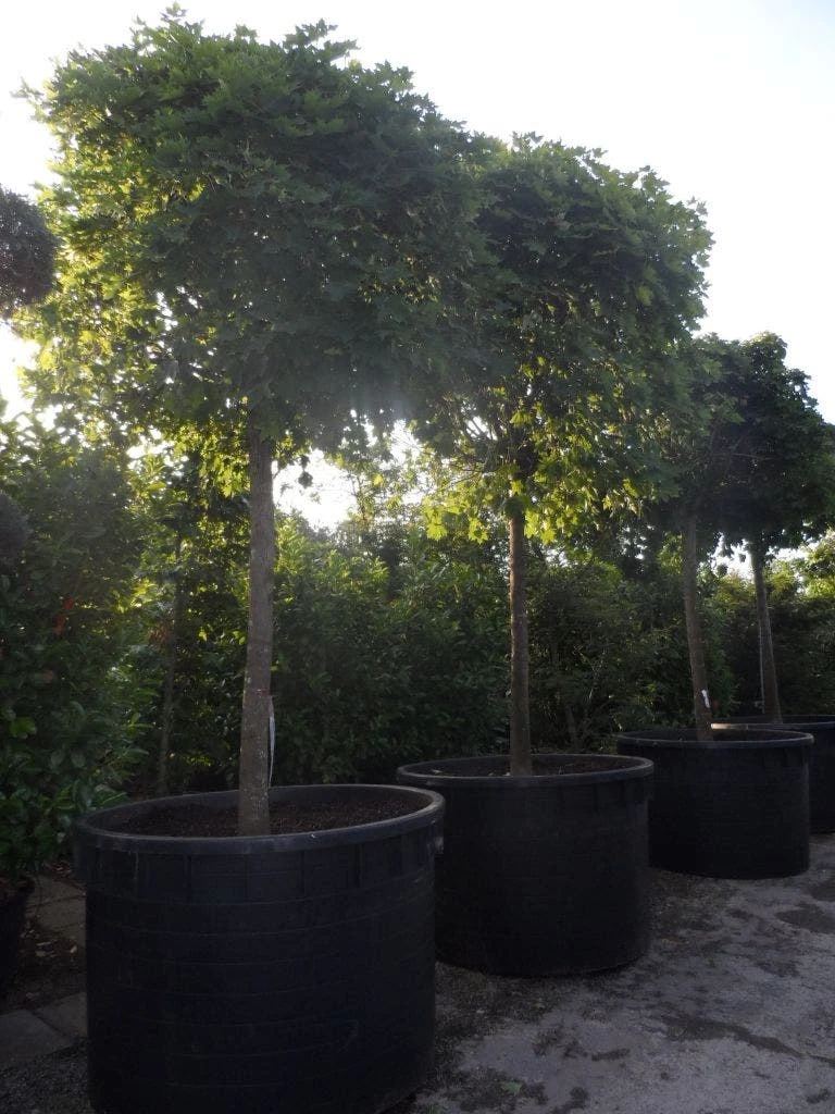 Bolesdoorn (Acer Platanoides 'Globosum') 10 Bolesdoorn (Acer Platanoides 'Globosum') - Afbeelding 10