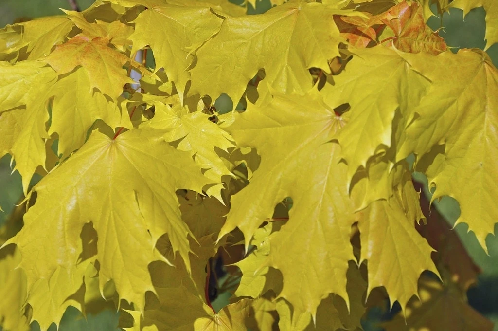 Noorse Esdoorn (Acer Platanoides 'Princeton Gold') 1 Noorse Esdoorn (Acer Platanoides 'Princeton Gold')