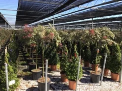 Japanse Esdoorn Op Stam (Acer Palmatum 'Tamuke Yama') -Tuinplantenwinkel acer rossi palm. diss. tamukeyama halfstam