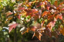 Rode Esdoorn (Acer Rubrum) -Tuinplantenwinkel acer rubrum01