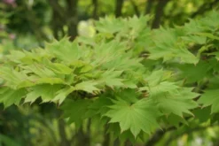 Japanse Esdoorn (Acer Shirasawanum 'Aureum') -Tuinplantenwinkel acer shirasawanum aureum 1