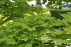 Japanse Esdoorn (Acer Shirasawanum 'Aureum') -Tuinplantenwinkel acer shirasawanum aureum 2