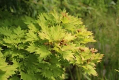 Japanse Esdoorn (Acer Shirasawanum 'Aureum') -Tuinplantenwinkel acer shirasawanum aureum 3