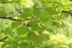 Japanse Esdoorn (Acer Shirasawanum 'Aureum') -Tuinplantenwinkel acer shirasawanum aureum 4