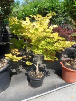 Japanse Esdoorn (Acer Shirasawanum 'Aureum') -Tuinplantenwinkel acer shirasawanum aureum 60 80 100 c12 1