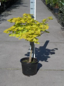 Japanse Esdoorn (Acer Shirasawanum 'Aureum') -Tuinplantenwinkel acer shirasawanum aureum c12