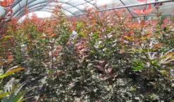 Japanse Esdoorn (Acer Palmatum 'Skeeter's Broom') -Tuinplantenwinkel acer skeeters broom