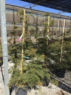 Japanse Esdoorn (Acer Palmatum 'Viridis') -Tuinplantenwinkel acer verdi palm. diss. viridis 150 175