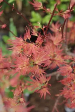 Japanse Esdoorn (Acer Palmatum 'Wilson's Pink Dwarf') -Tuinplantenwinkel acer wilsons pink dwarf 3