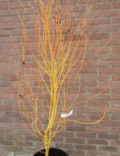 Japanse Esdoorn (Acer Palmatum 'Bi Hoo') -Tuinplantenwinkel acerbihoo01
