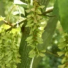 Slangenbast Esdoorn Als Boom (Acer Capillipes)