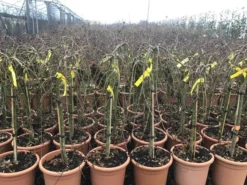 Japanse Esdoorn Op Stam (Acer Palmatum 'Ryusen') -Tuinplantenwinkel acerryusen02