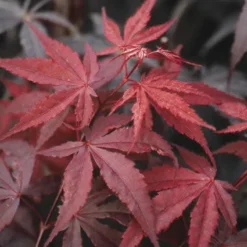 Japanse Esdoorn (Acer Palmatum 'Atropurpureum') -Tuinplantenwinkel acpatrop 9