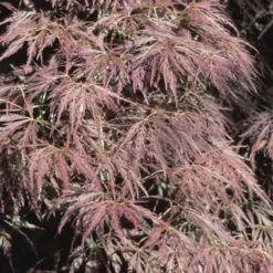 Japanse Esdoorn (Acer Palmatum 'Ornatum') -Tuinplantenwinkel acpornat 11
