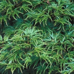 Japanse Esdoorn (Acer Palmatum 'Seiryu') -Tuinplantenwinkel acpseiry 6