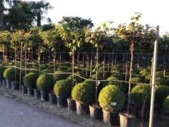 Kiwiplant Als Dakboom (Actinidia Chinensis) -Tuinplantenwinkel actinidia chinensis deliciosa dak