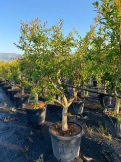 Granaatappel Als Solitair (Punica Granatum) 18 Granaatappel Als Solitair (Punica Granatum) -Tuinplantenwinkel aed72ac1 ffcb 410b 8ae2 1a7969aa5a9c