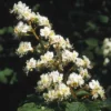 Witte Paardenkastanje (Aesculus Hippocastanum)