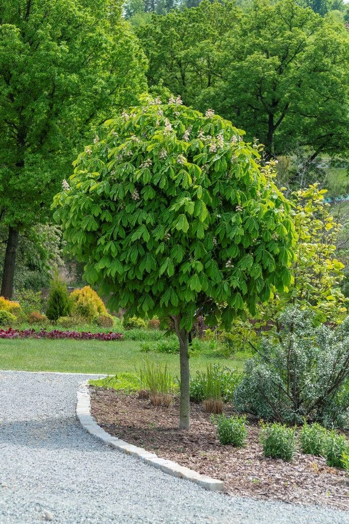 Bolkastanje (Aesculus Hippocastanum 'Umbraculifera') 1 Bolkastanje (Aesculus Hippocastanum 'Umbraculifera')