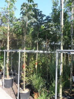 Kastanjeboom (Aesculus Carnea 'Briotii') 5 Kastanjeboom (Aesculus Carnea 'Briotii') -Tuinplantenwinkel aesculus carnea briottii 10 12ho cont