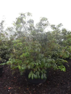 Herfstpaardenkastanje (Aesculus Parviflora) -Tuinplantenwinkel aesculus parviflora 175 200 250 c500