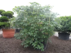 Herfstpaardenkastanje (Aesculus Parviflora) -Tuinplantenwinkel aesculus parviflora 250 300 c1000