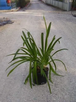 Afrikaanse Lelie (Agapanthus Umbellatus 'Ovatus') -Tuinplantenwinkel agapanthus umbellatus ovatus