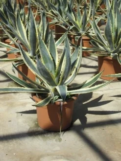 Agave (Agave Americana 'Variegata') -Tuinplantenwinkel agave americana variegata 2