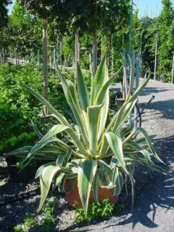 Agave (Agave Americana 'Variegata') -Tuinplantenwinkel agave americana variegata 4